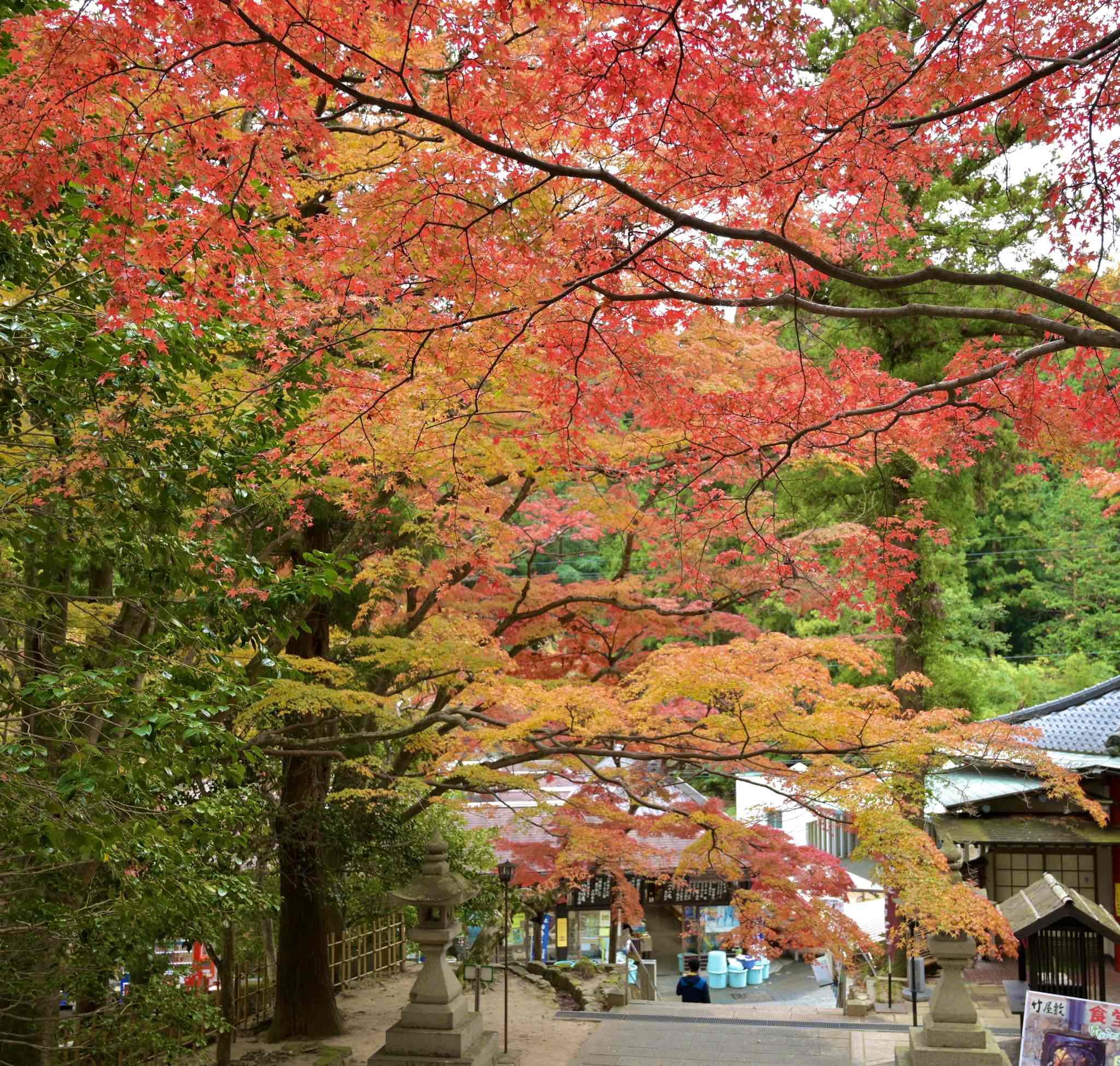 大窪寺のモミジ 香川の景観